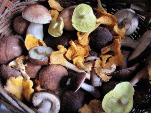 Картинка еда грибы +грибные+блюда грибная смесь