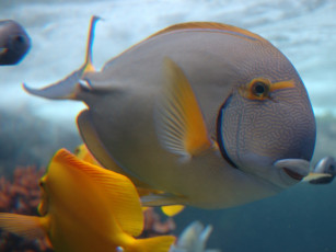 Картинка vista fish животные рыбы