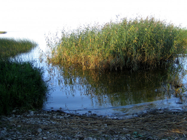 Обои картинки фото псковское, озеро, природа