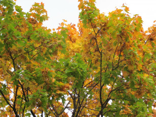 Картинка природа деревья осень клены