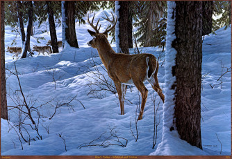 Картинка ron parker whitetail and wolves рисованные ronald s зима арт волки олень снег лес