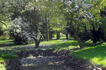 Картинка природа парк лепестки весна магнолии