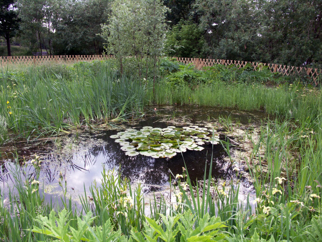 Обои картинки фото природа, парк, пруд, камыши, лилии, забор
