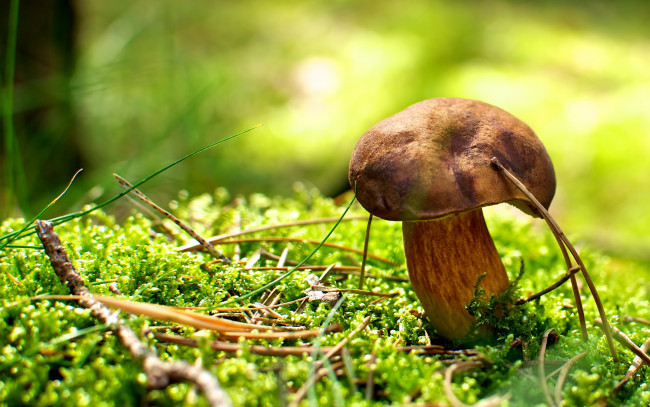 Обои картинки фото природа, грибы, иголки, мох