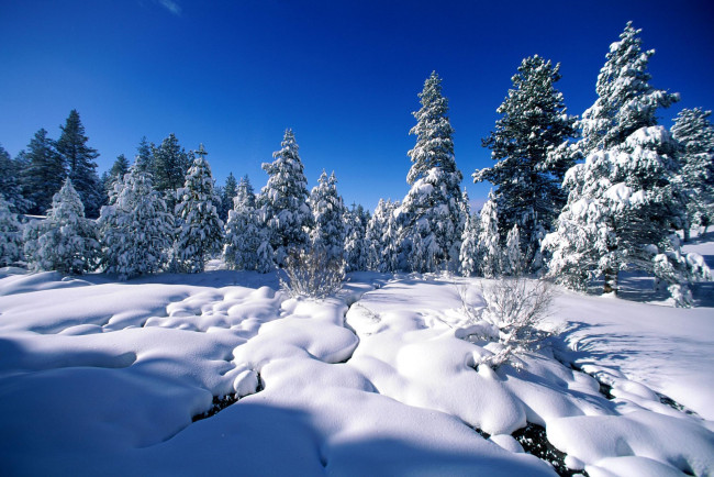 Обои картинки фото природа, зима, деревья, сосны, ель, снег