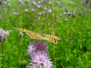 Картинка животные бабочки бабочка луг лето