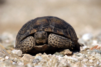 Картинка животные Черепахи камни панцырь черепаха