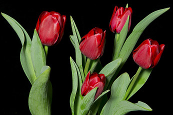 Картинка цветы тюльпаны красный бутоны