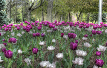 Картинка цветы тюльпаны деревья парк