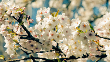 Картинка цветы сакура вишня весна ветки