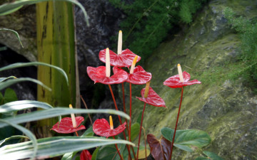 Картинка цветы антуриум цветок фламинго красный