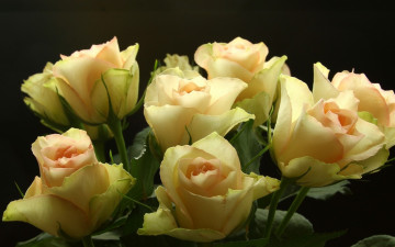 Картинка цветы розы чайные