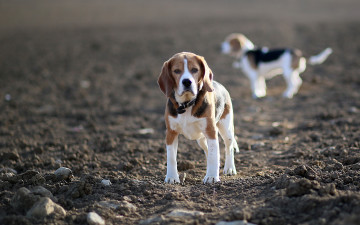 Картинка животные собаки поле бигли