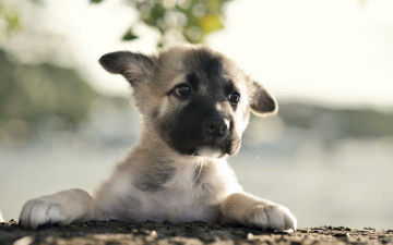 Картинка животные собаки щенок немецкая овчарка