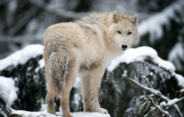 Картинка животные волки арктический волк взгляд