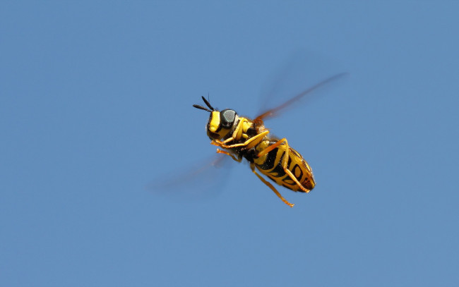 Обои картинки фото животные, пчелы, осы, шмели, пчела, небо, фон