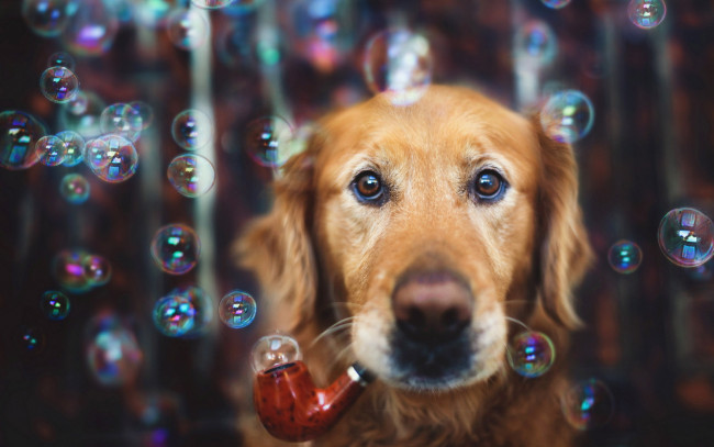 Обои картинки фото животные, собаки, пузыри, трубка, собака