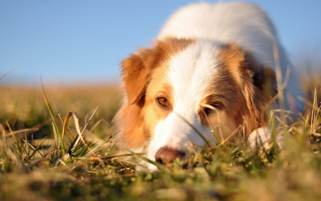 Обои картинки фото животные, собаки, трава