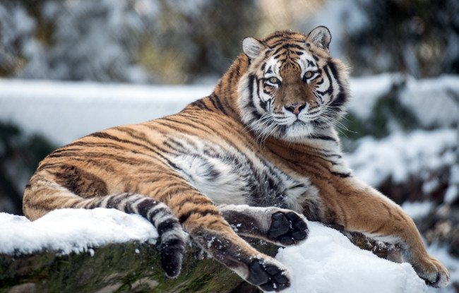 Обои картинки фото животные, тигры, отдых, хищник