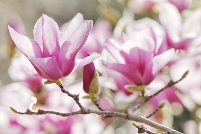 Обои картинки фото цветы, магнолии, весна, ветки, розовый