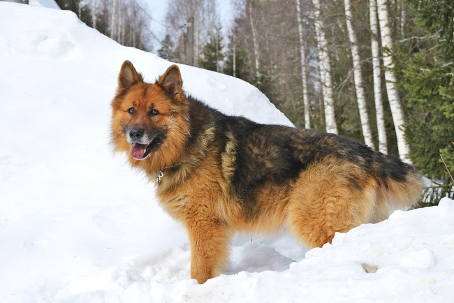Обои картинки фото животные, собаки, лес, зима, немецкая, овчарка, собака