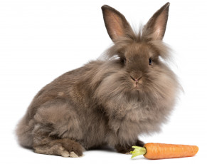 обоя животные, кролики,  зайцы, фон, кролик, морковь