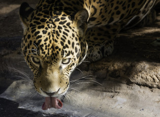 Картинка животные Ягуары язык водопой пьёт морда кошка ягуар