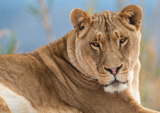 Картинка животные львы взгляд кошка львица