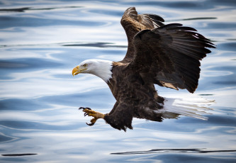 Картинка животные птицы+-+хищники река вода атака полет крылья хищник орлан
