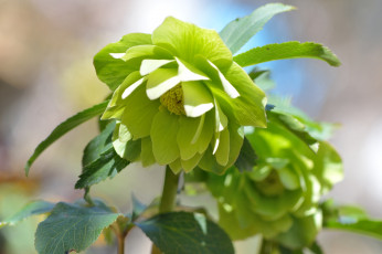 Картинка цветы геллеборус+ морозник зеленый