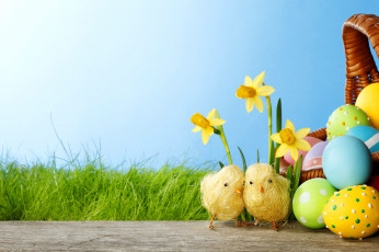 обоя праздничные, пасха, весна, цветы, нарциссы, springer, grass, daffodils, colorful, easter, spring, flowers, eggs, яйца, крашеные, трава, цыплята