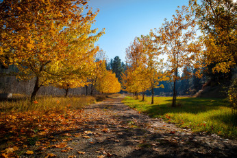 Картинка природа дороги листва дорога осень лес