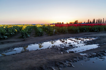Картинка природа поля тюльпаны тучи лужи дорога поле