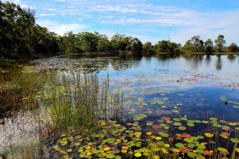 Картинка природа реки озера озеро водоросли трава деревья
