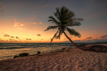 Картинка природа тропики горизонт песок пальма пляж океан