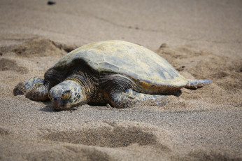 Картинка животные Черепахи черепаха берег