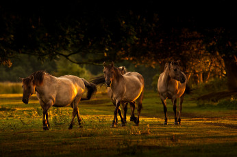 Картинка животные лошади лето кони ветки деревья