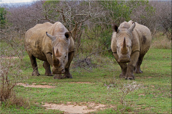 Картинка животные носороги пара