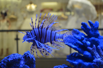 Картинка животные рыбы синяя рыбка аквариум
