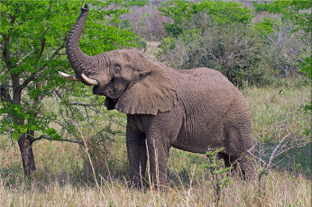 Картинка животные слоны слон хобот завтрак