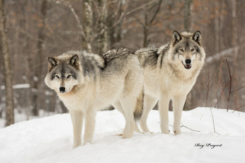 обоя животные, волки,  койоты,  шакалы, снег