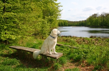 Картинка животные собаки собака скамейка трава река