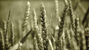 Картинка природа поля пшеница колосья зерно поле