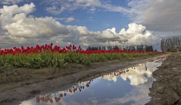 Картинка природа поля тучи лужи дорога тюльпаны поле