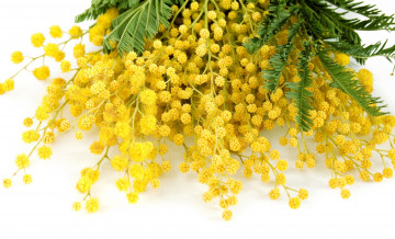 обоя цветы, мимоза, желтый, delicate, yellow, mimosa, весна, flowers, spring