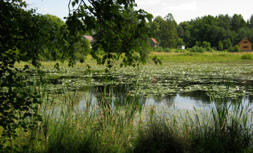 Картинка природа реки озера трава озеро польша