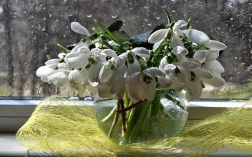 Картинка цветы подснежники +белоцветник букет весна вода дождь композиция натюрморт