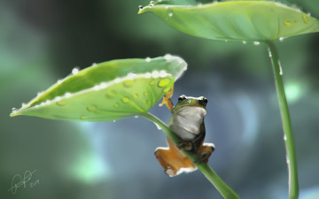 Картинка разное компьютерный+дизайн лягушка роса листья лотоса капли