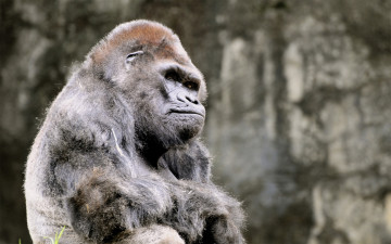 Картинка животные обезьяны обезьяна горила
