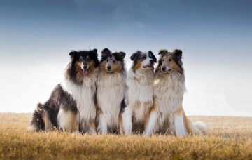 Картинка животные собаки австралийская овчарка поле колли